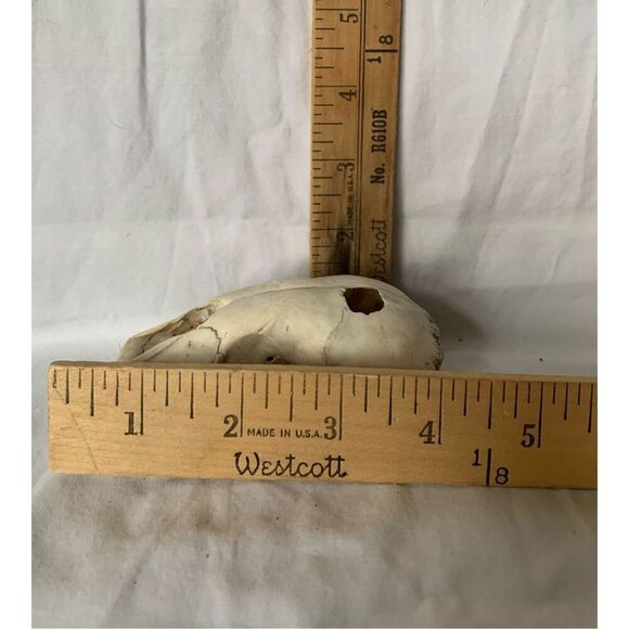 Real RACCOON Skull Taxidermy Skeleton Bones Weathered Cottage Core Goth - Picture 7 of 7